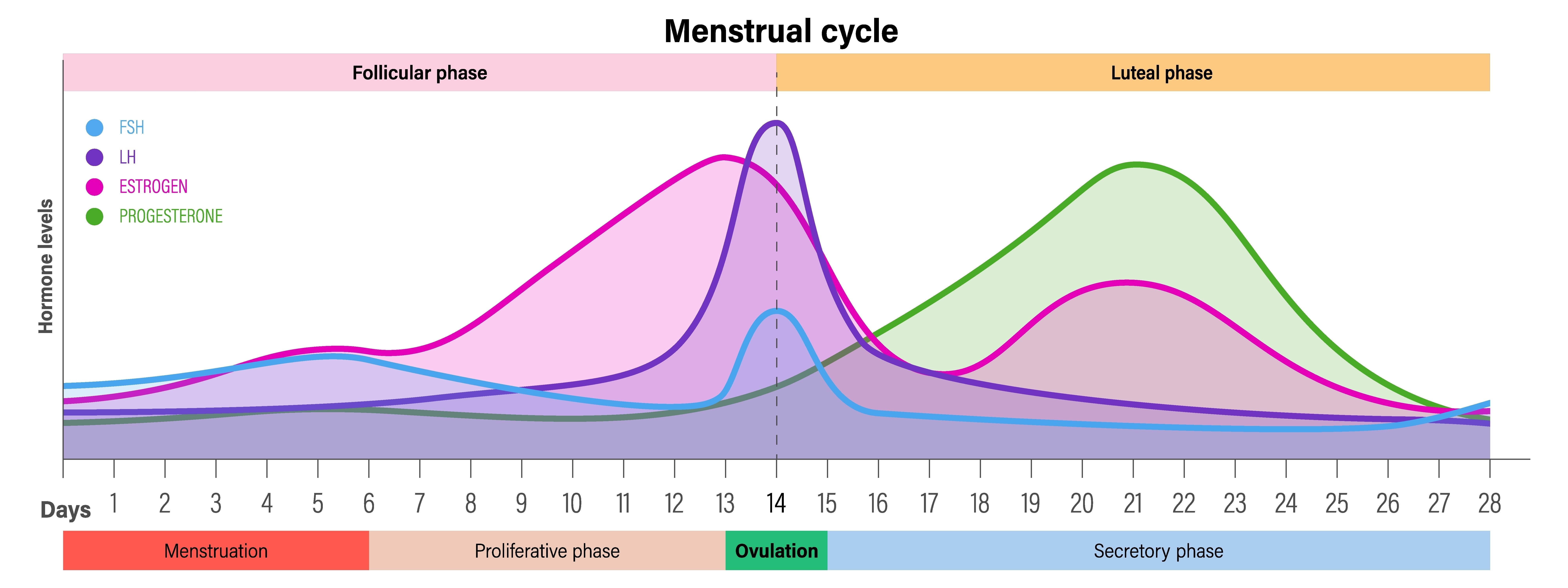Menstrual cycle courierpharmacy.co.uk