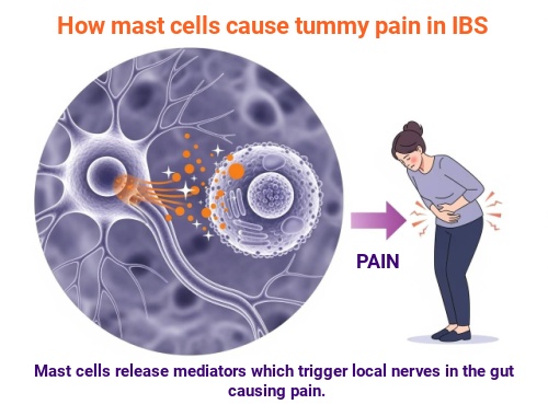 How mast cells cause tummy pain in IBS courierpharmacy.co.uk (2)