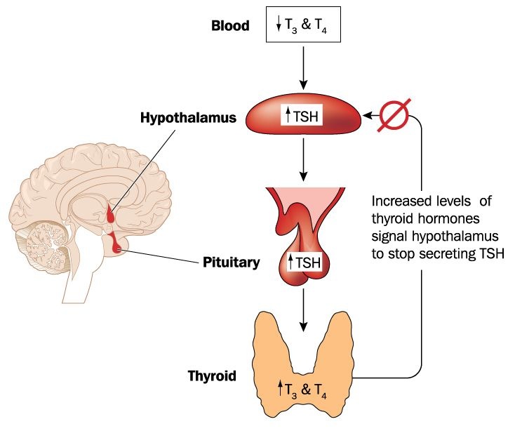 Hypothalamus pituitary thyroid feedback loop courierpharmacy.co.uk