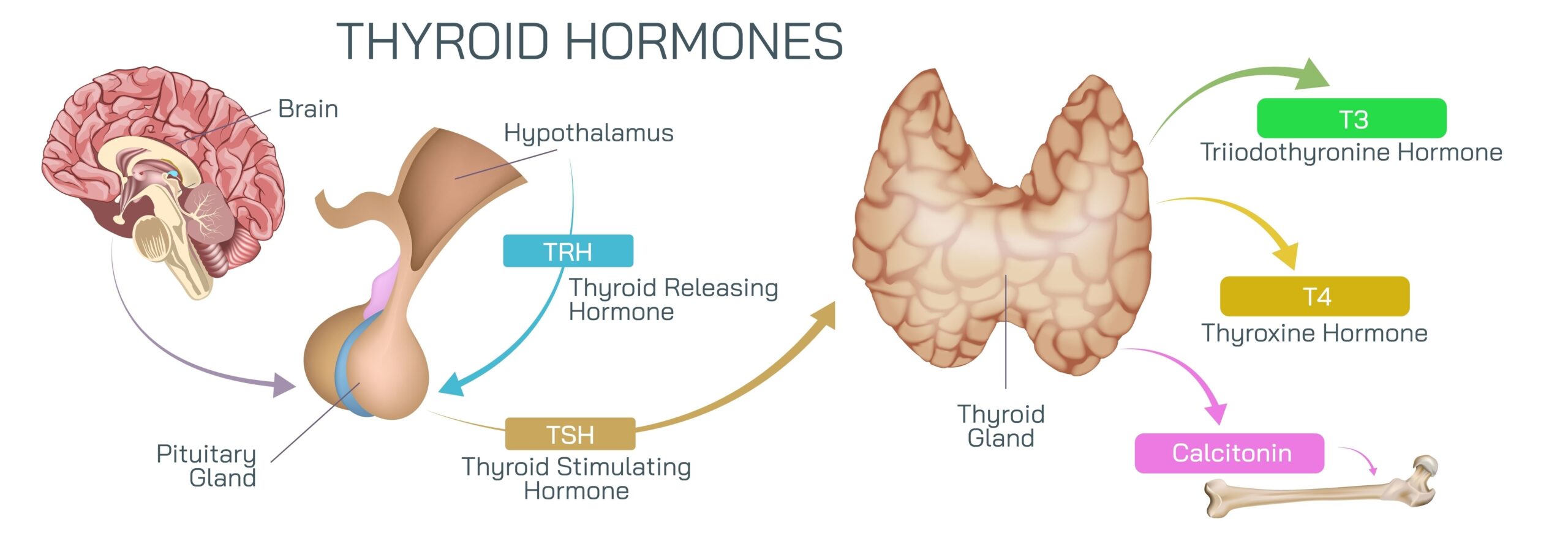 Thyroid hormones courierpharmacy.co.uk