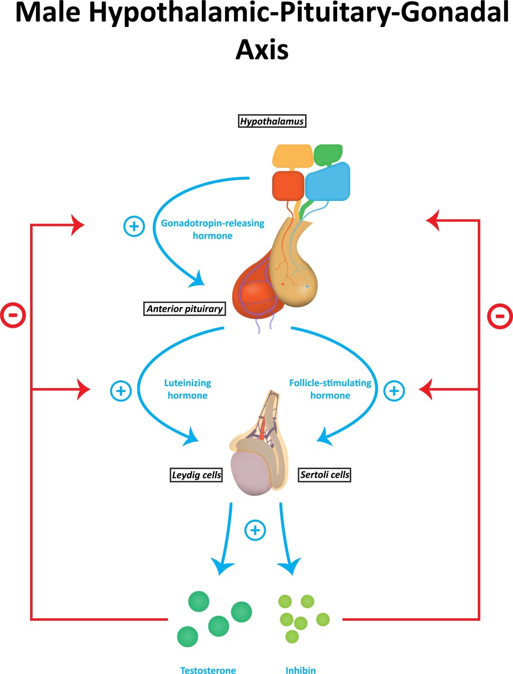 Hypothalamus pituitary testicular axis courierpharmacy.co.uk